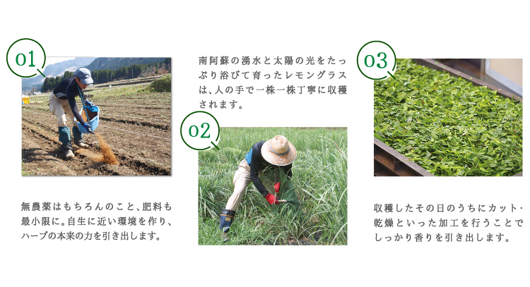 レモングラス栽培の様子の写真